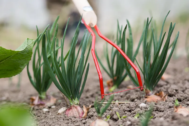 Natančno okoli rastlin