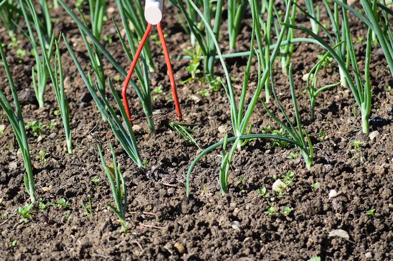 Odličen med višjimi rastlinami