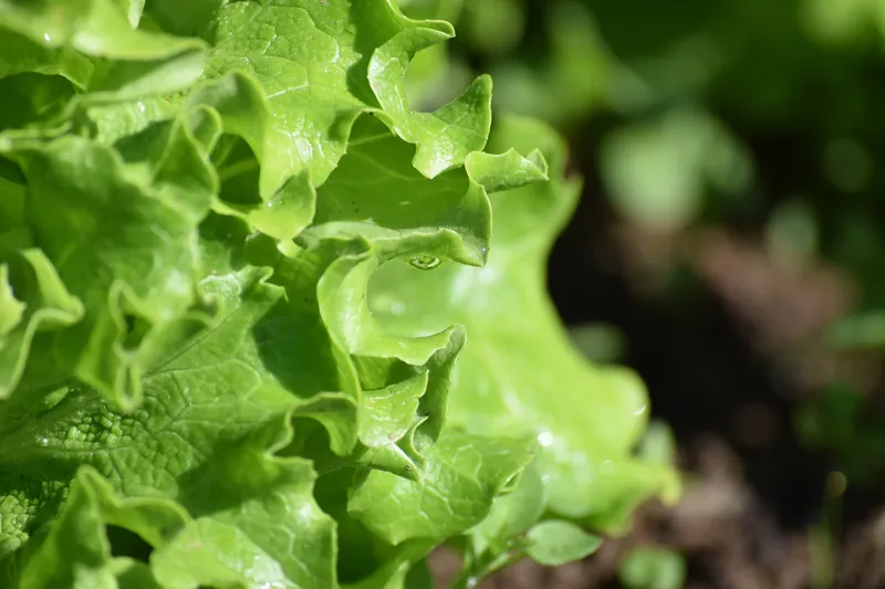 Podroben prikaz orodja Zicko